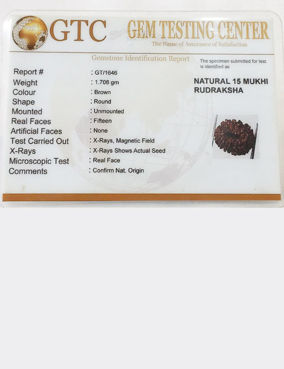 15 Mukhi Indonesian Rudraksha Premium Quality